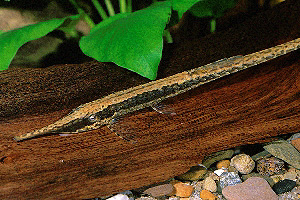 FARLOWELLA